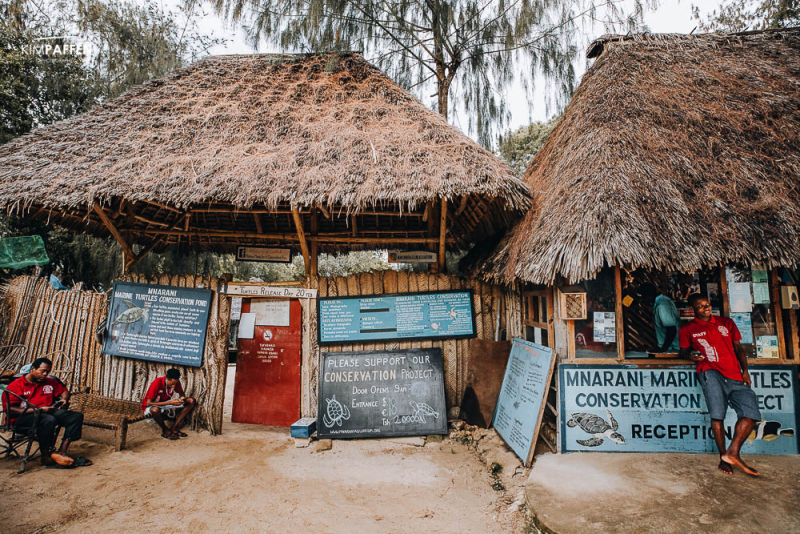 Visit the Marine Turtle Conservation Project in Nungwi Village