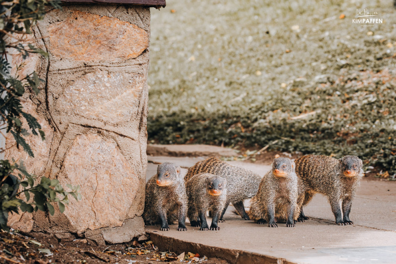 mongoose at mweya safari lodge