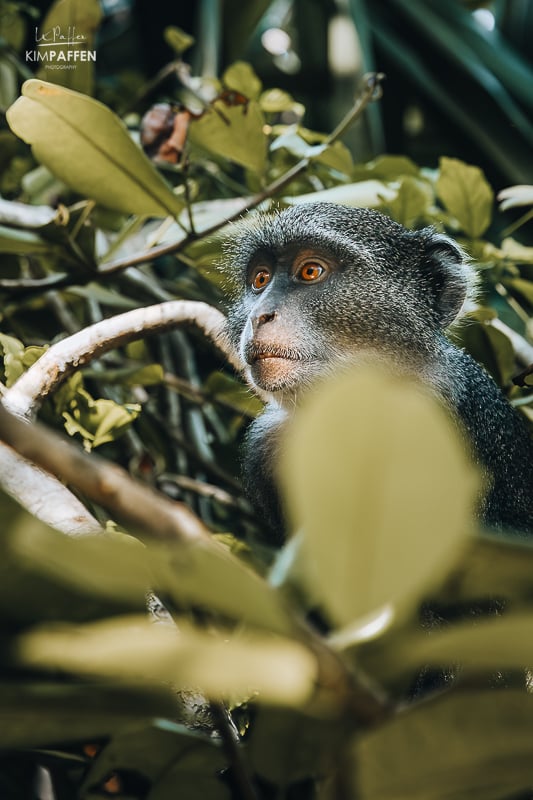 Monkey in the tree at Nomad Beach Resort in Diani Beach