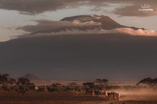 Mount Kilimanjaro and Maasai Cattle