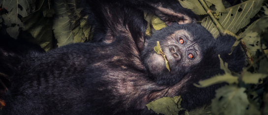 Gorilla in Bwindi National Park Uganda feeding on leaves