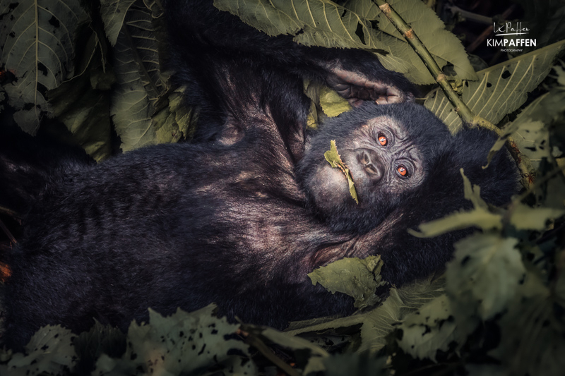 Gorilla in Bwindi National Park Uganda feeding on leaves