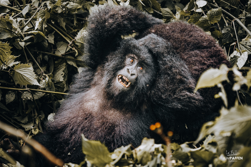 Mountain Gorilla Trekking Volcanoes National Park Rwanda