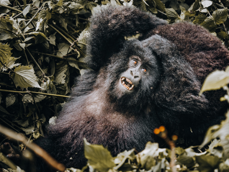 Mountain Gorilla Trekking Volcanoes National Park Rwanda