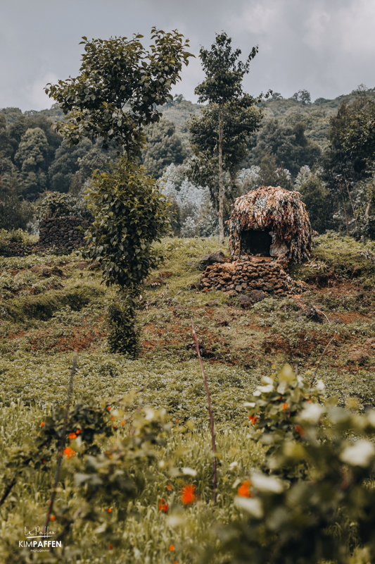 Musanze Volcanoes National Park Rwanda