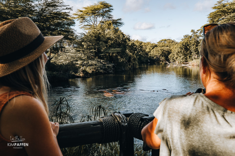 watching hippo at Mzima Springs in Tsavo West National Park Kenya