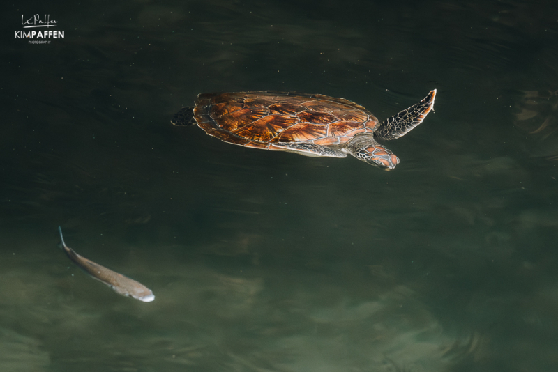 Sea Turtle Natural Aquarium in Nungwi