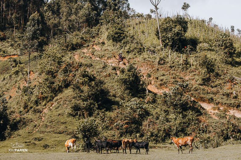 Nature Hike Nkuringo Sector Bwindi