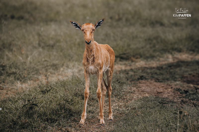 Newborn Topi in the Maasai Mara