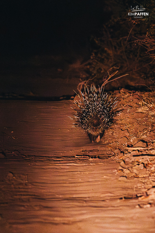 Porcupine on night drive South Luangwa