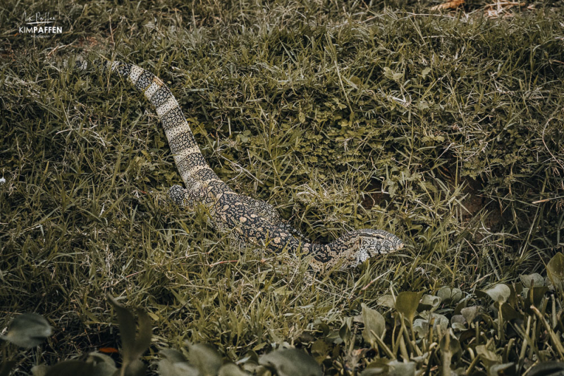 Nile Monitor Kazinga Channel Boat Tour Queen Elizabeth NP