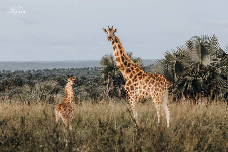 Nubian Giraffes Murchison Falls Uganda