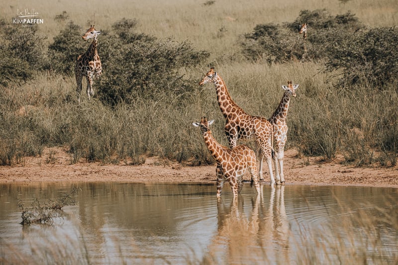 Nubian Giraffe Murchison Falls Uganda