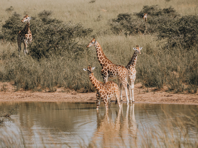 Nubian Giraffe Murchison Falls Uganda