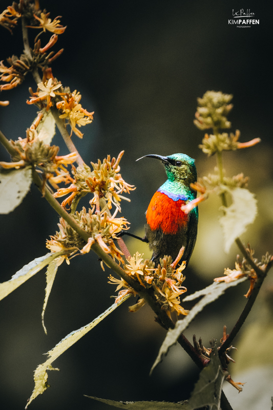 colorful birds in Nyungwe National Park Rwanda