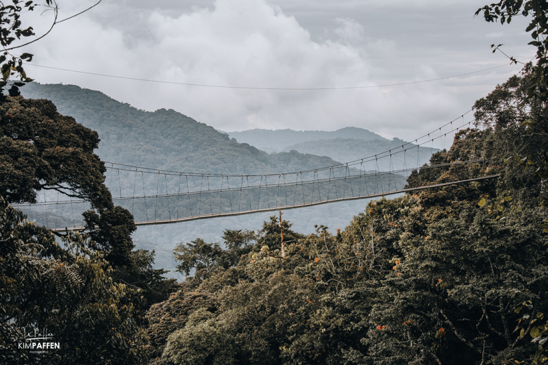 Canopy Walk Nyungwe Rainforest Rwanda