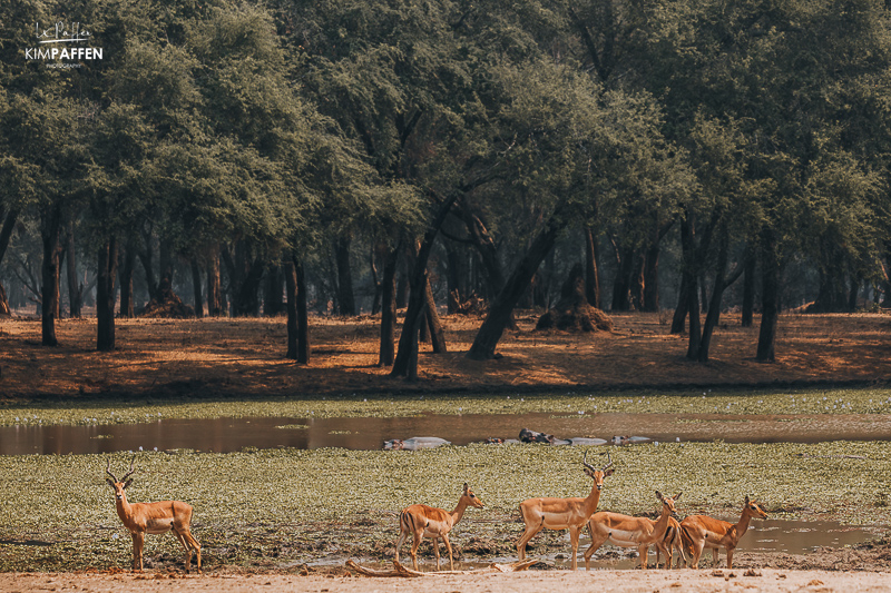 Old Mondoro Camp by Chiawa Safaris Zambia