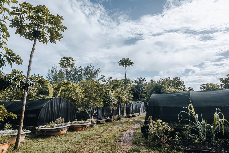 Nomad Organic Farm for Farm to table principle