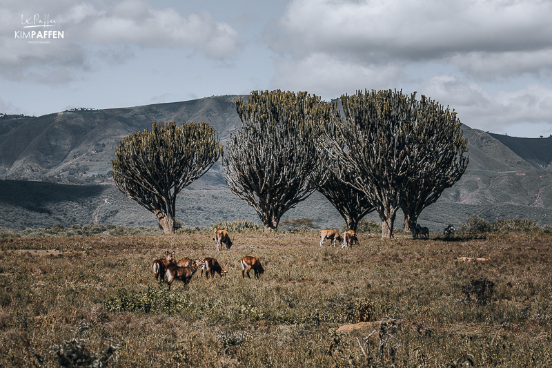 Oserengoni Wildlife Sanctuary Chui Lodge