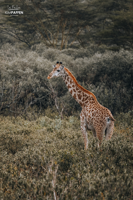 Giraffe Oserengoni Wildlife Sanctuary Kenya