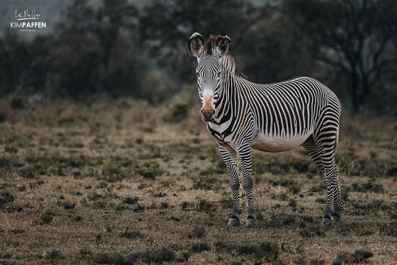 grevy zebra oserengoni wildlife sanctuary chui lodge