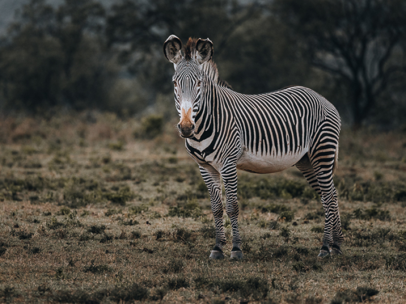 grevy zebra oserengoni wildlife sanctuary chui lodge