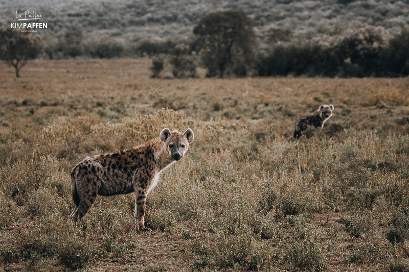 Wildlife Oserengoni wildlife Sanctuary Lake Naivasha