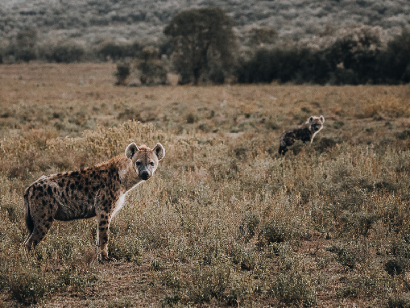 Wildlife Oserengoni wildlife Sanctuary Lake Naivasha