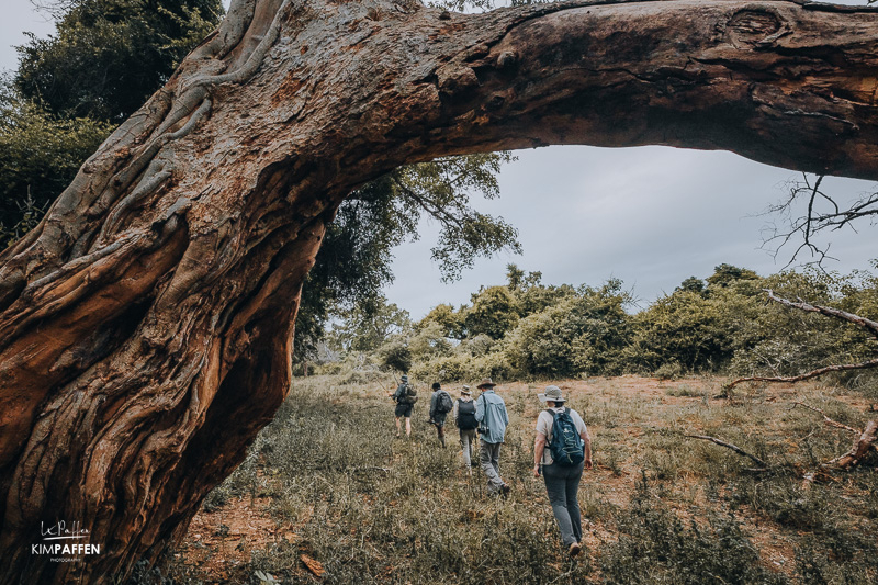 Pafuri Walking Safaris Kruger Park