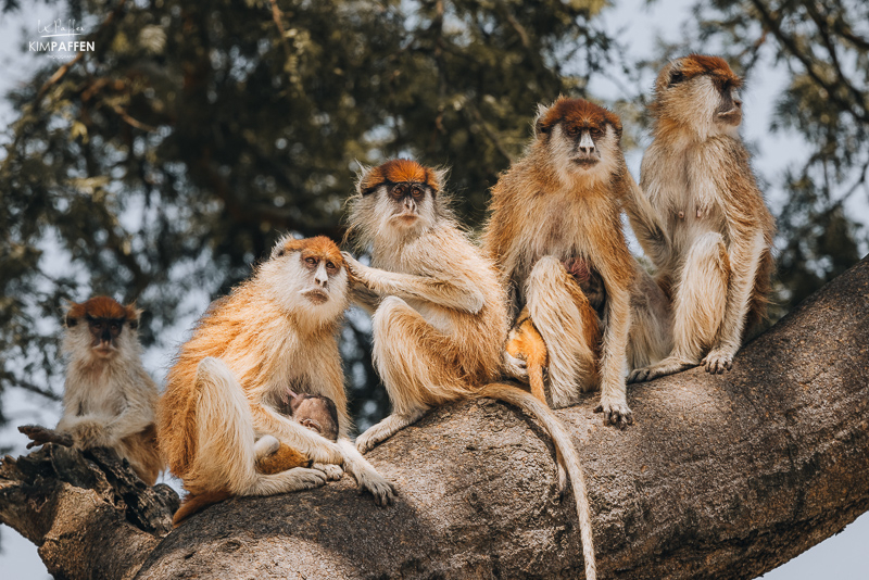 Patas Monkeys Murchison Falls Uganda