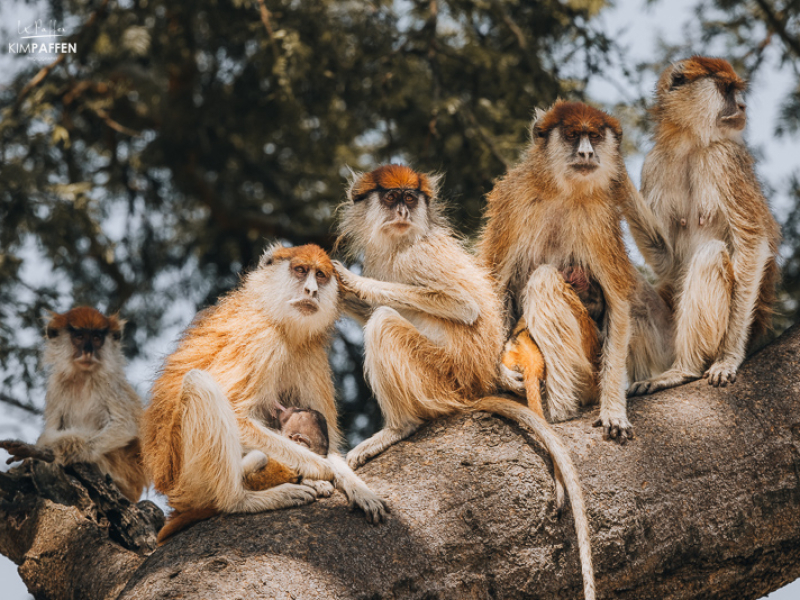 Patas Monkeys Murchison Falls Uganda