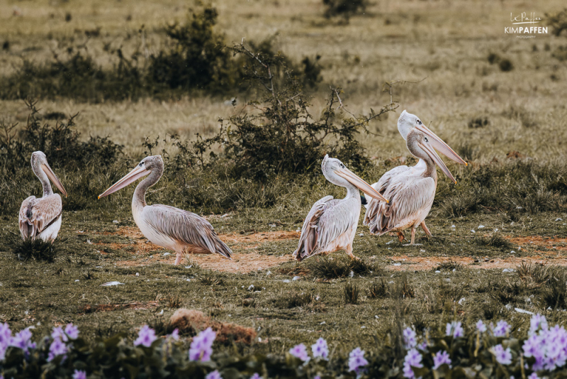 Birdwatching including Pelicans in Queen Elizabeth National Park