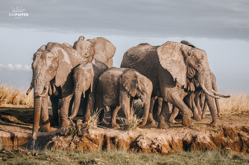 Aperture Priority Mode on Safari for Capturing a group of animals