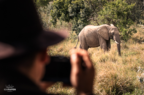 photographing wildlife Maasai Mara Kenya