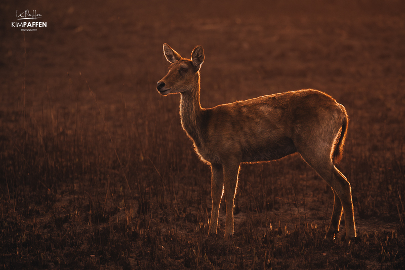 Puku in Kafue National Park Zambia