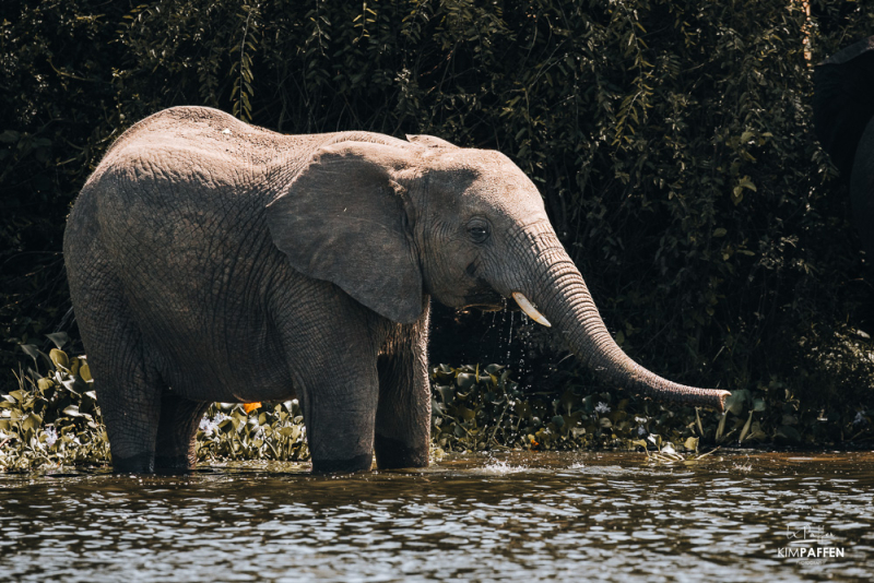 Queen Elizabeth Safari Packages to see safari animals up close