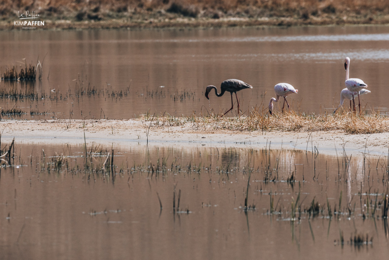 Black Flamingo Captured by Wildlife Photographer Kim Paffen in South Africas Lake District