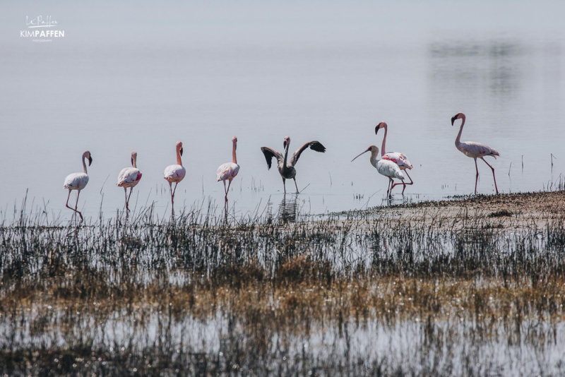 Melanistic Flamingo South Africa Captured by Wildlife Photographer Kim Paffen