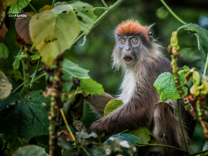 Uganda Red Colobus Monkey in Kibale Forest National Park