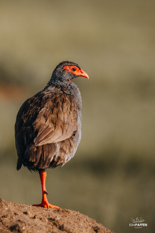 red-necked francolin in Queen Elizabeth Park Uganda