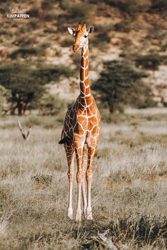 reticulated giraffe samburu national park kenya