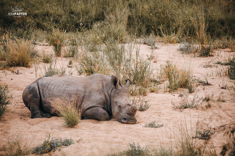 Jock Wildlife Rangers combat Rhino Poaching