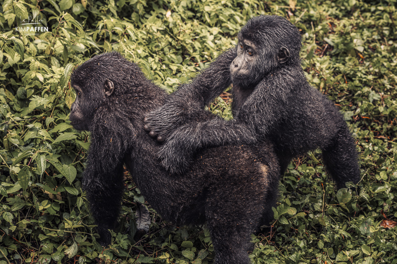 Rushaga Bweza Gorilla Group in Bwindi Uganda