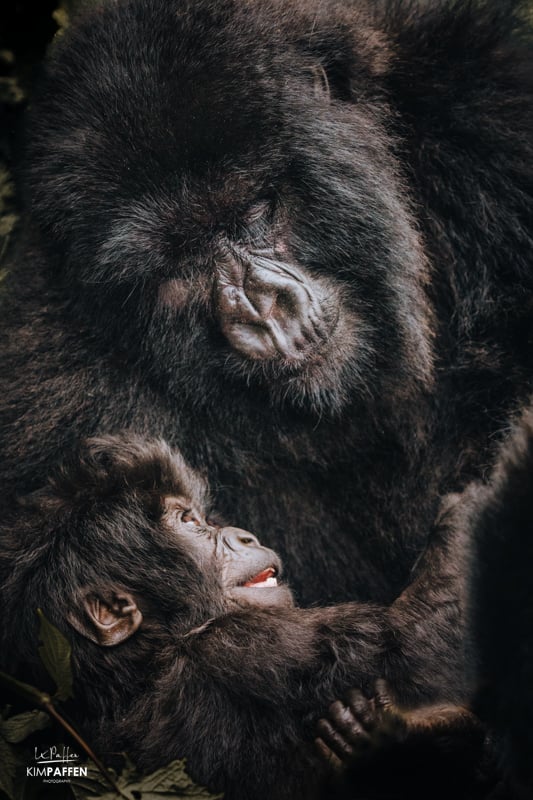 Mother and Baby Gorilla on Gorilla safari in Rwanda