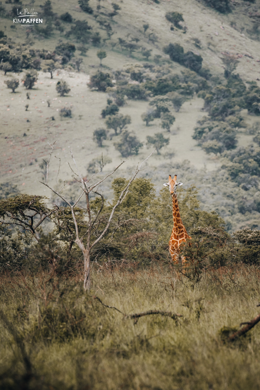 Giraffe on safari Akagera National Park