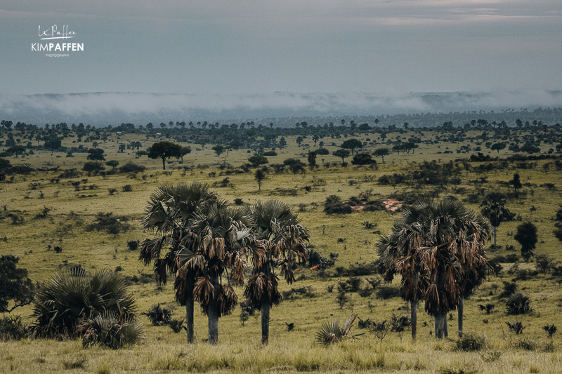 Game Drive in Murchison Falls National Park