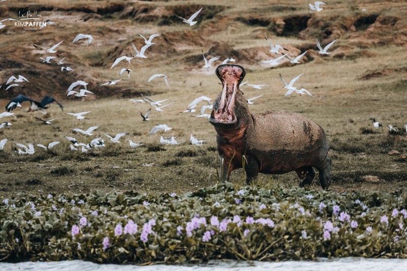 Photograph animals in their environment for safari photos that tell a story