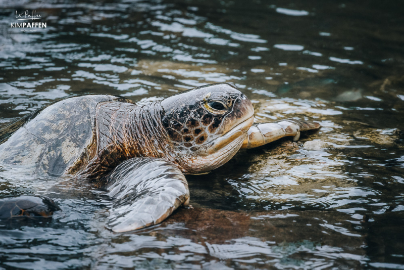 Sea Turtle conservation project Nungwi