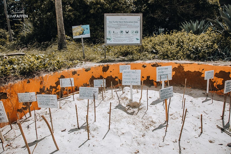 Sea Turtle Nest Relocation Site Diani Beach