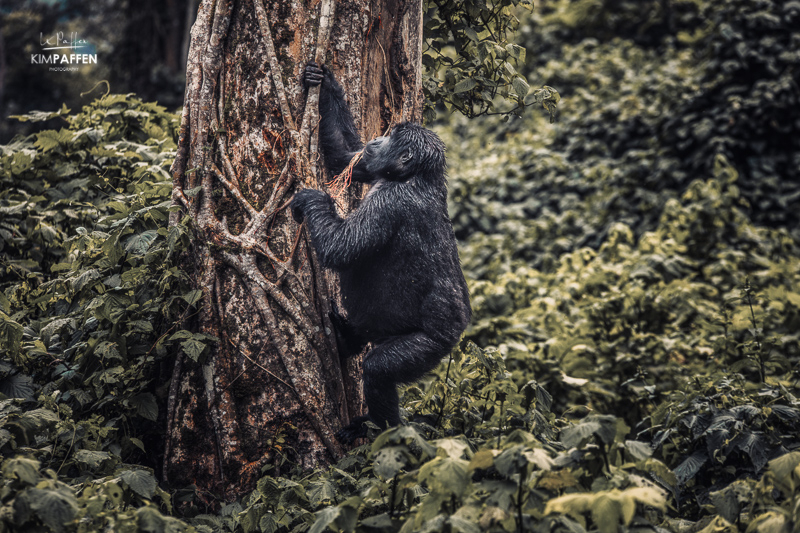 tracking Gorillas in Bwindi Forest Uganda
